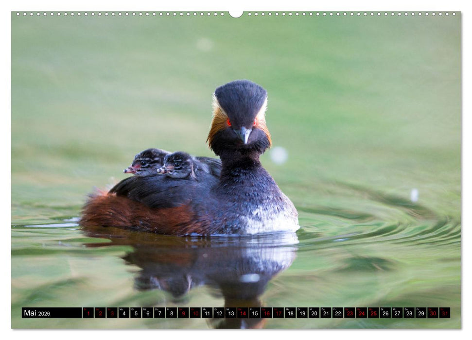 Bei den Purpurreihern (CALVENDO Premium Wandkalender 2026)