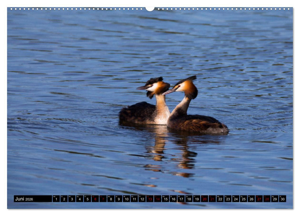 Bei den Purpurreihern (CALVENDO Premium Wandkalender 2026)