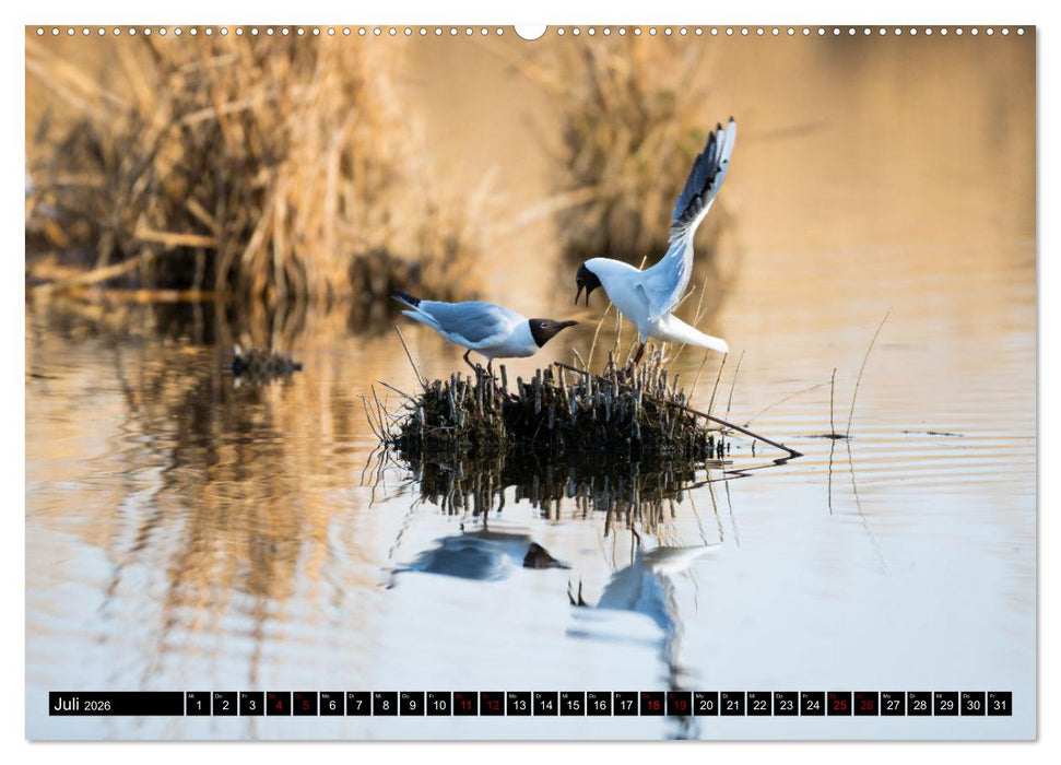Bei den Purpurreihern (CALVENDO Premium Wandkalender 2026)