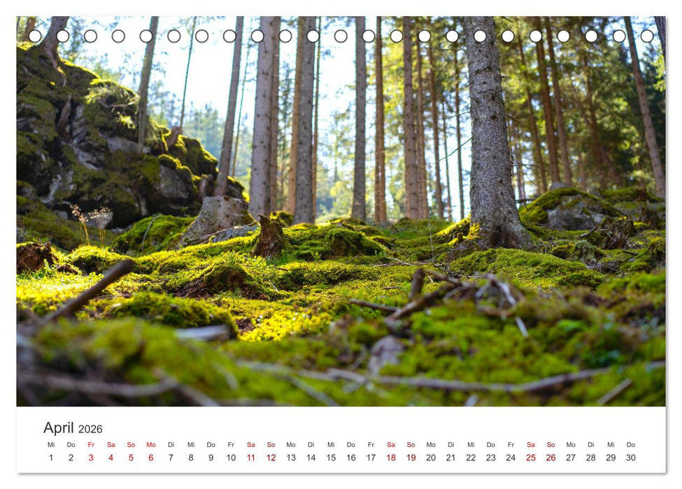Eine Reise durch die Wälder dieser Welt (CALVENDO Wandkalender 2026)