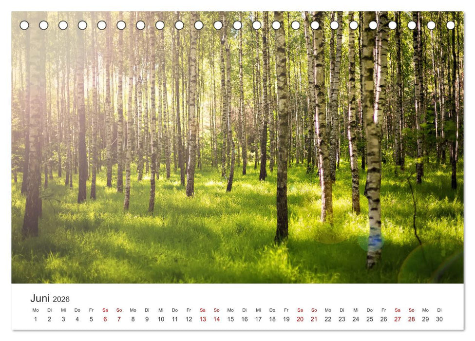 Eine Reise durch die Wälder dieser Welt (CALVENDO Wandkalender 2026)