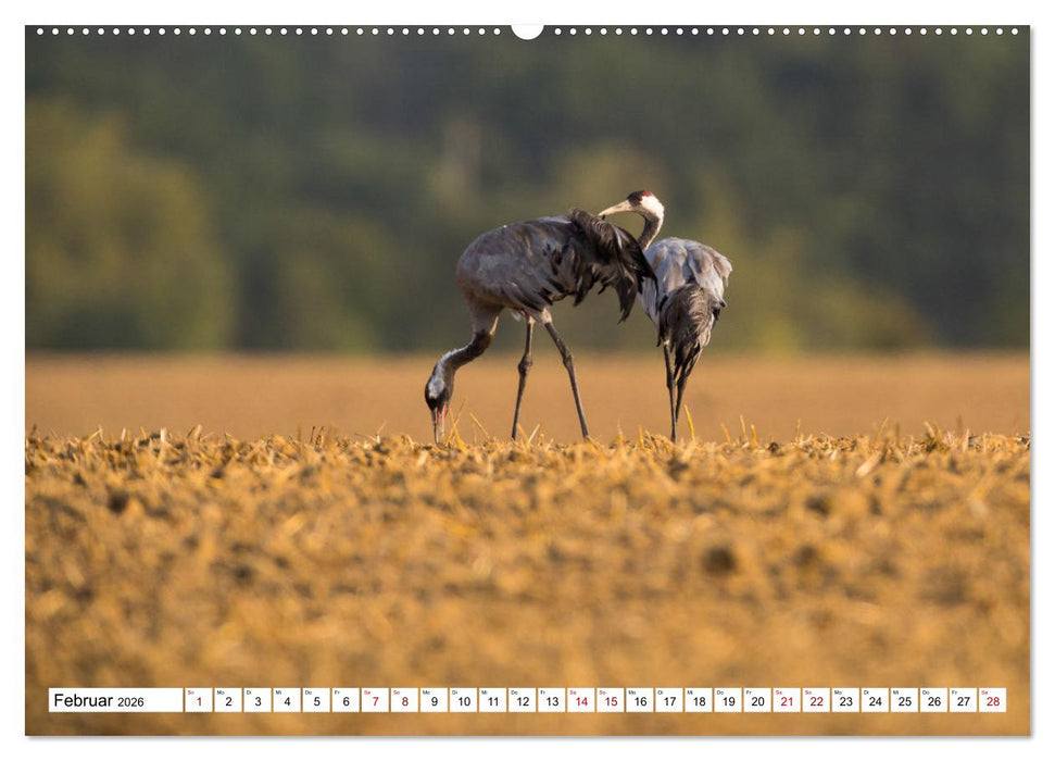 Bei den Kranichen (CALVENDO Premium Wandkalender 2026)
