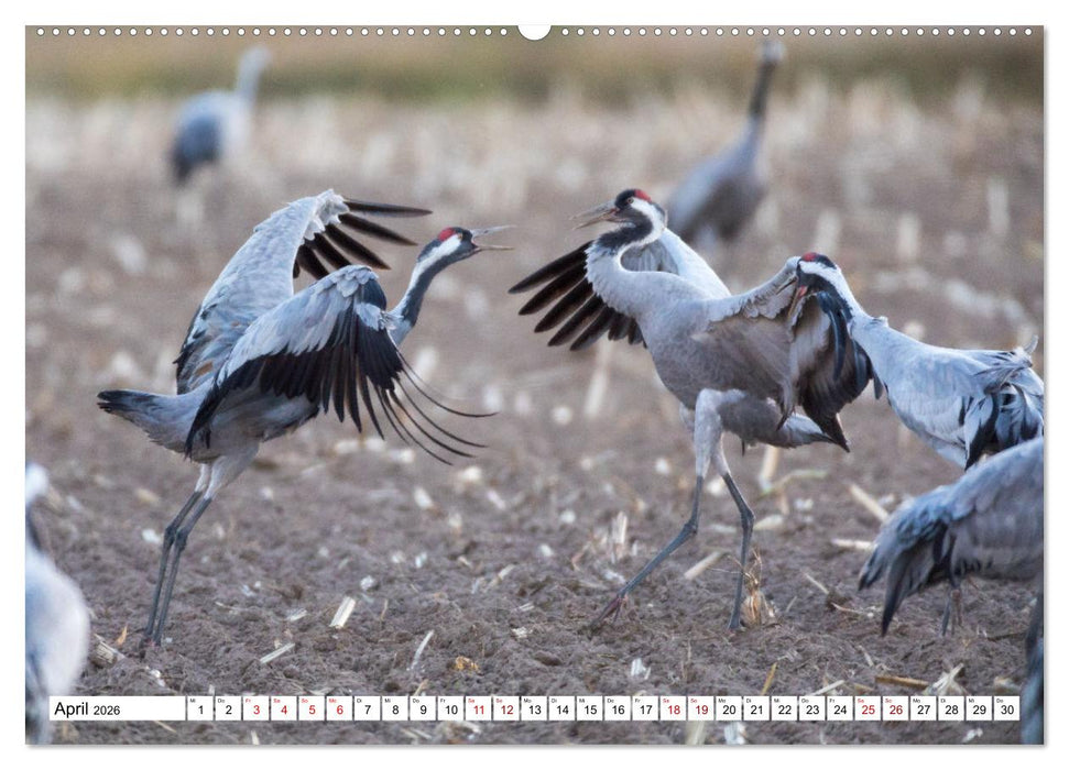 Bei den Kranichen (CALVENDO Premium Wandkalender 2026)