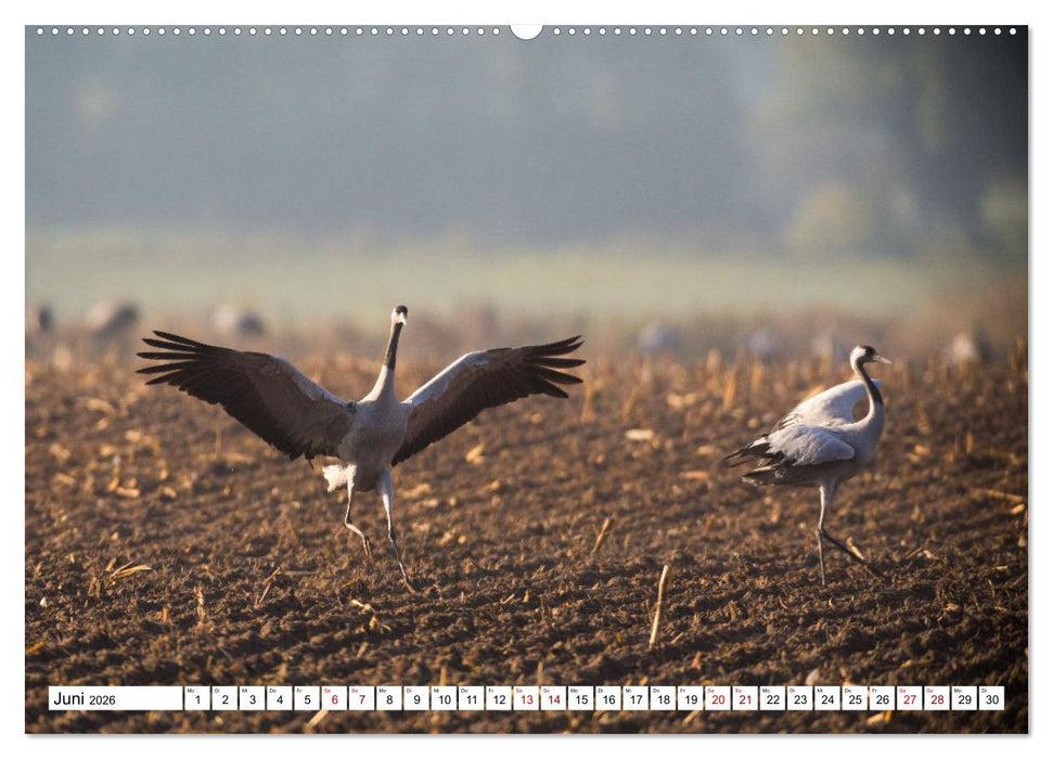 Bei den Kranichen (CALVENDO Premium Wandkalender 2026)