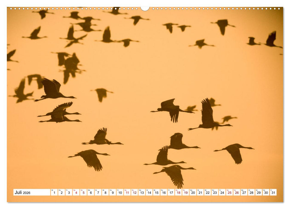 Bei den Kranichen (CALVENDO Premium Wandkalender 2026)