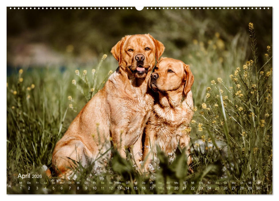 Verzauberung Labrador Retriever 2026 (CALVENDO Premium Wandkalender 2026)