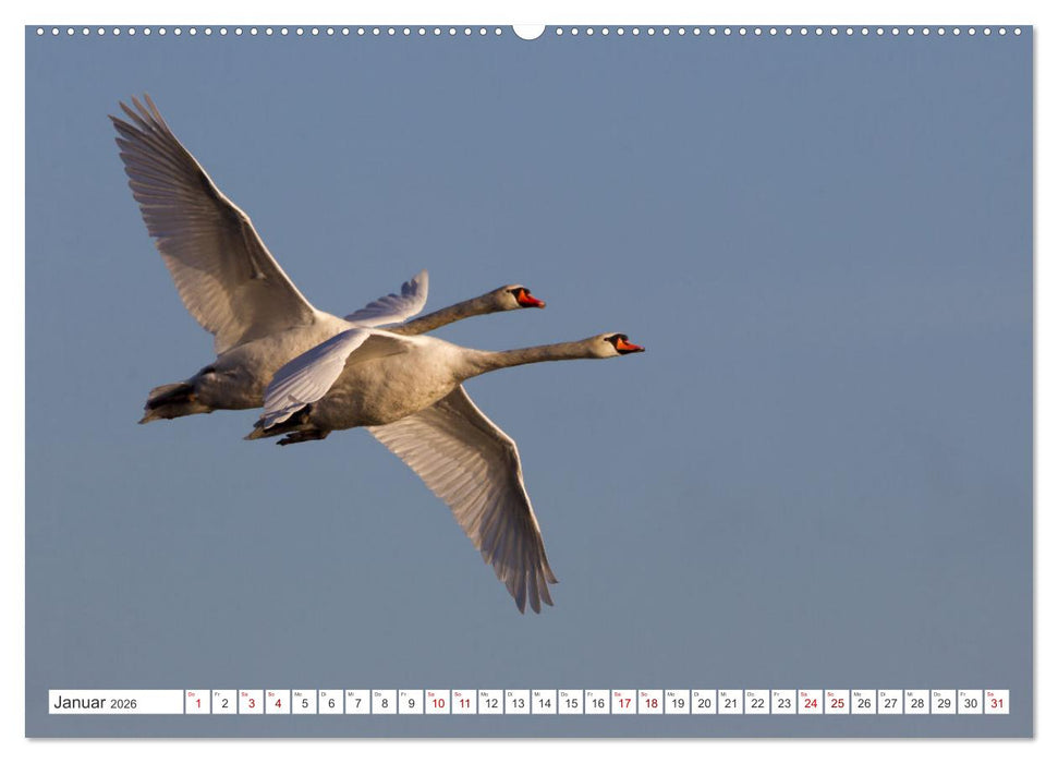 Faszination Wildlife (CALVENDO Premium Wandkalender 2026)