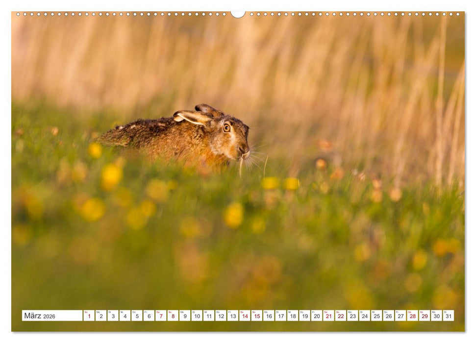 Faszination Wildlife (CALVENDO Premium Wandkalender 2026)