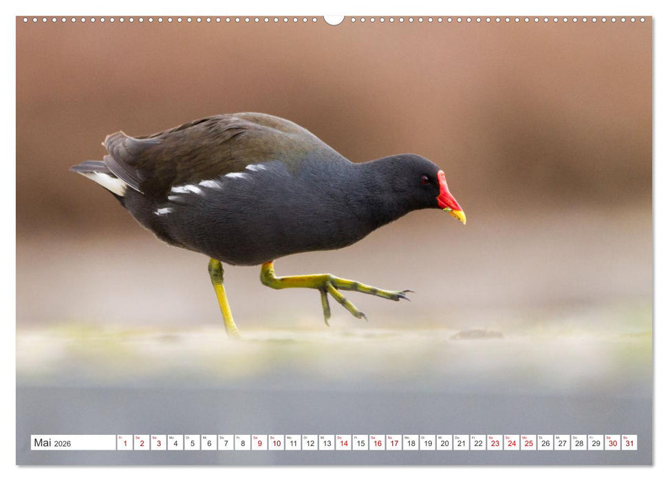 Faszination Wildlife (CALVENDO Premium Wandkalender 2026)