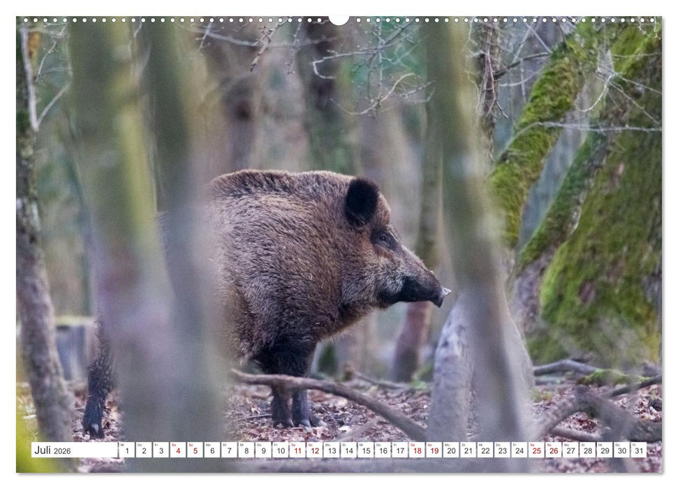 Faszination Wildlife (CALVENDO Premium Wandkalender 2026)