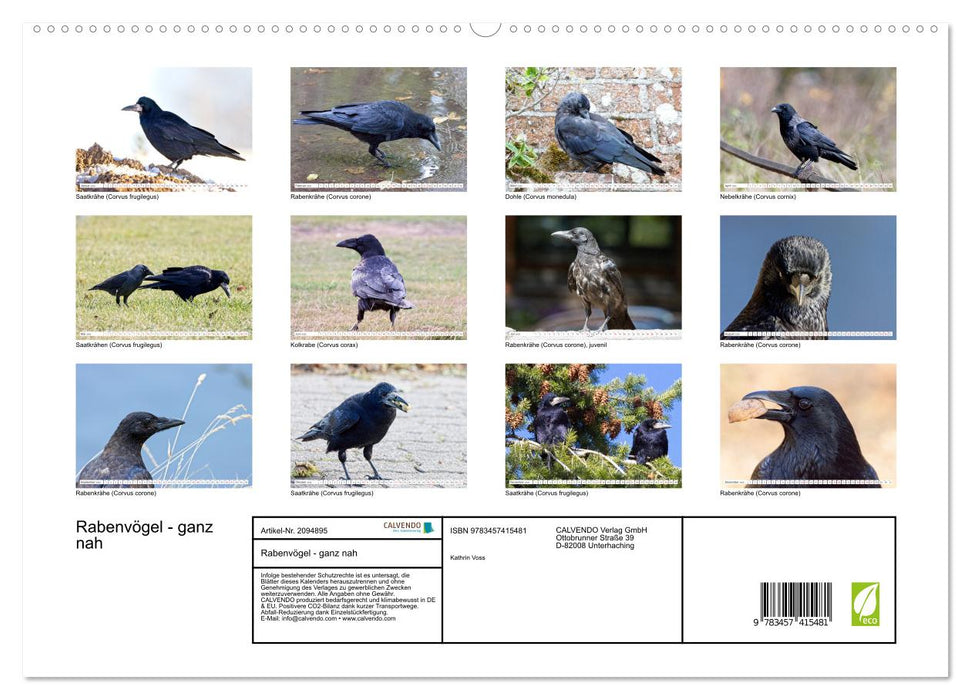 Rabenvögel - ganz nah (CALVENDO Premium Wandkalender 2026)