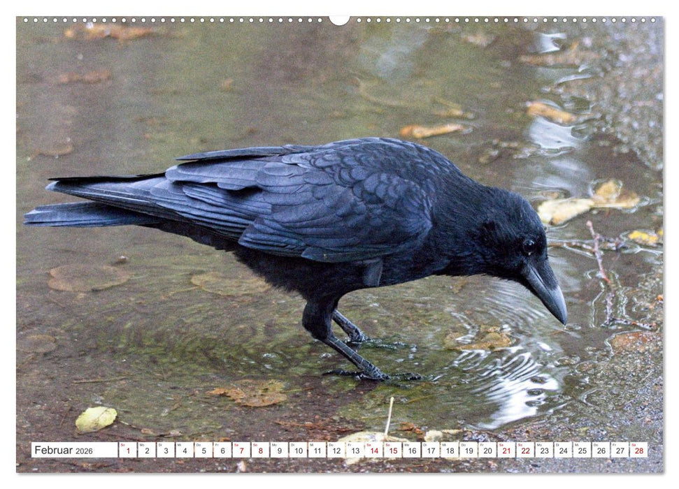 Rabenvögel - ganz nah (CALVENDO Premium Wandkalender 2026)