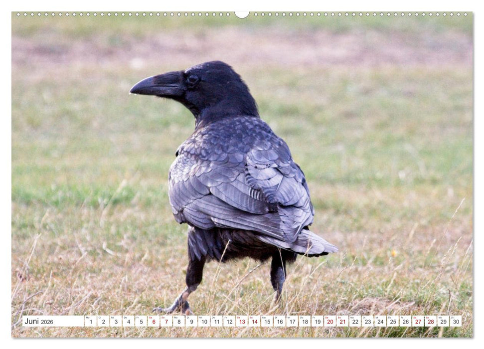 Rabenvögel - ganz nah (CALVENDO Premium Wandkalender 2026)