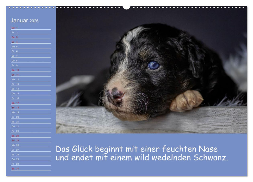 Drollige Tierkinder Mit Sprüchen (CALVENDO Premium Wandkalender 2026)