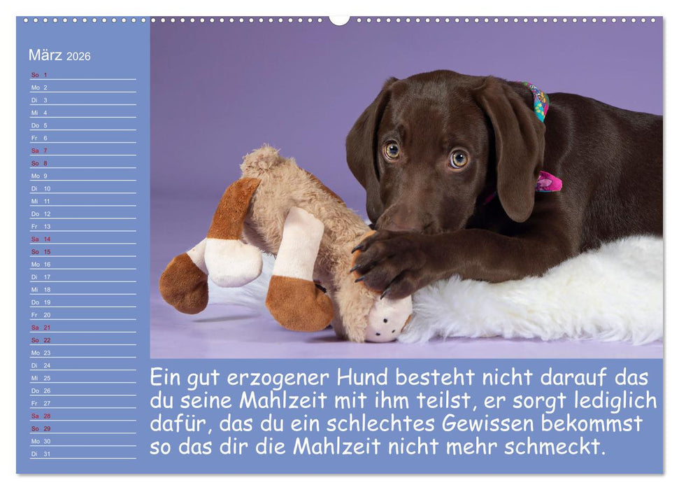Drollige Tierkinder Mit Sprüchen (CALVENDO Premium Wandkalender 2026)