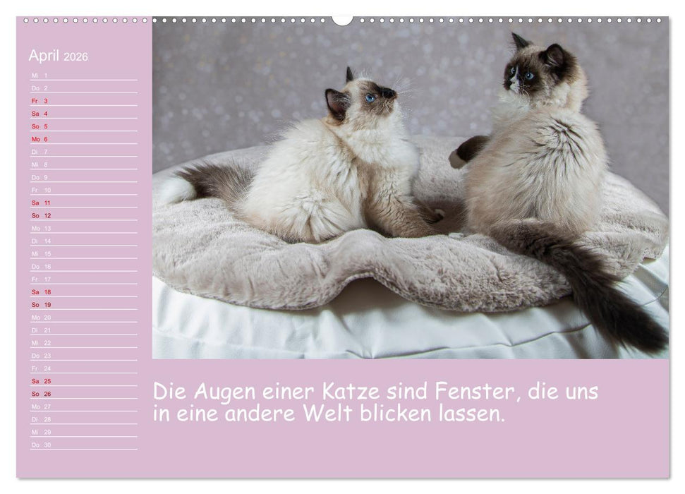 Drollige Tierkinder Mit Sprüchen (CALVENDO Premium Wandkalender 2026)