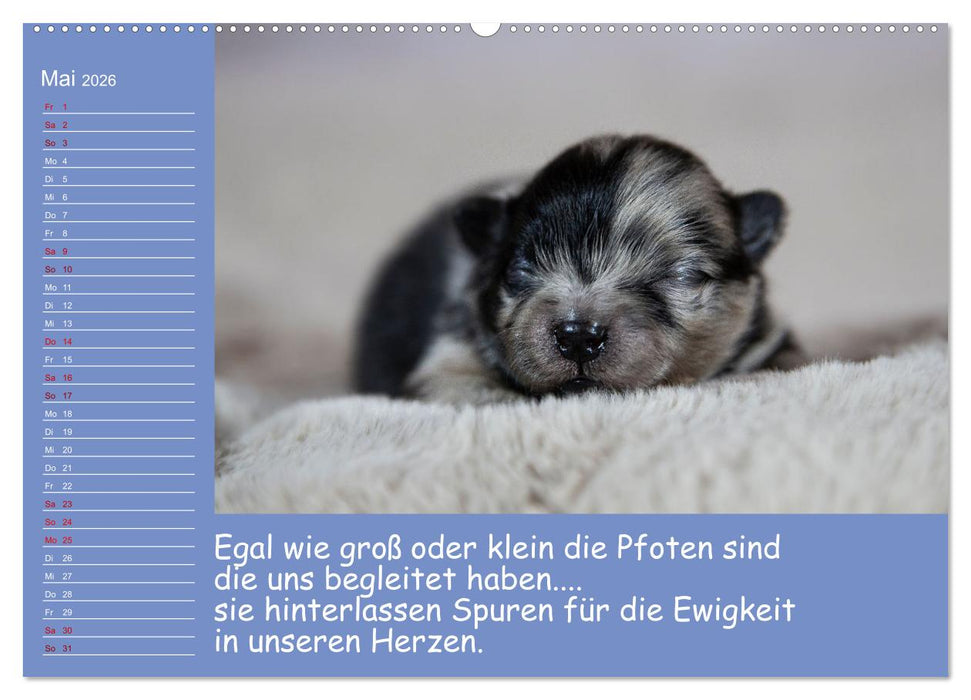 Drollige Tierkinder Mit Sprüchen (CALVENDO Premium Wandkalender 2026)