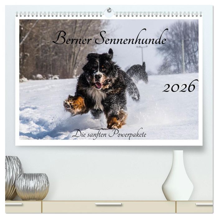 Berner Sennenhunde - Die sanften Powerpakete (CALVENDO Premium Wandkalender 2026)