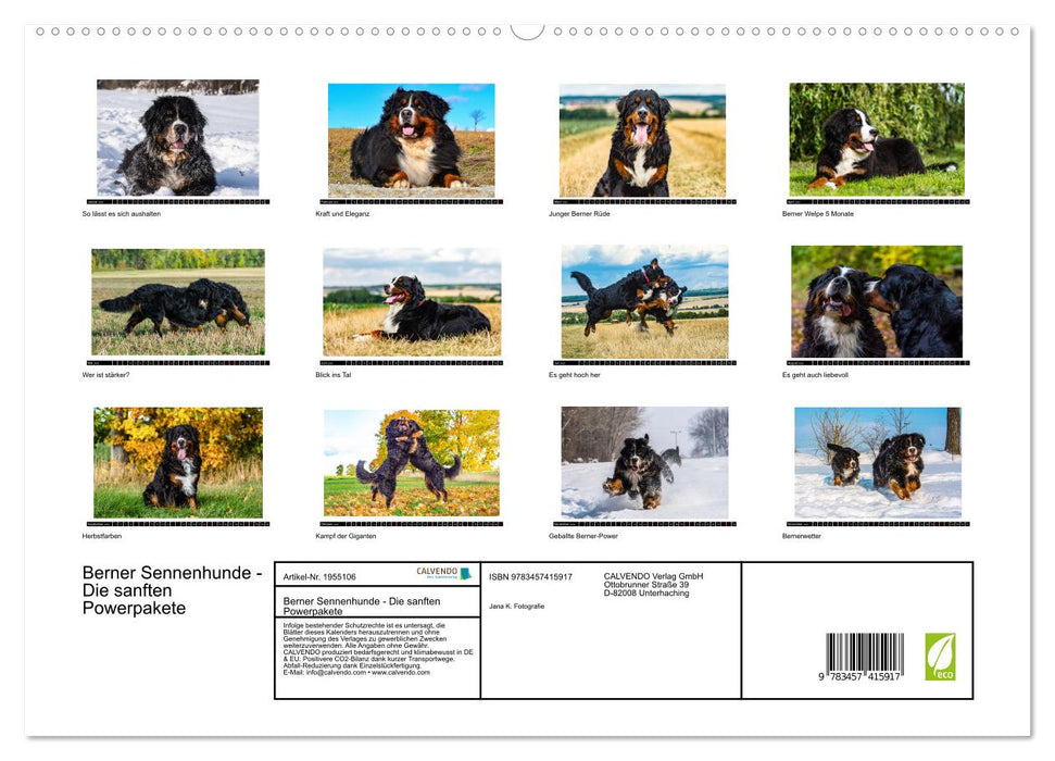 Berner Sennenhunde - Die sanften Powerpakete (CALVENDO Premium Wandkalender 2026)