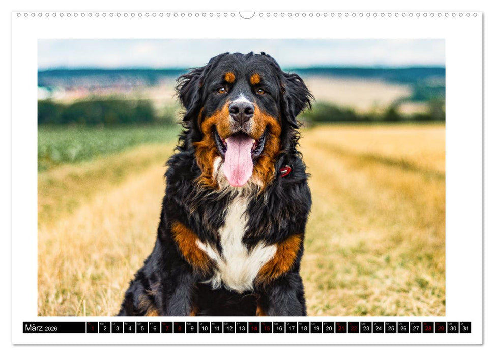 Berner Sennenhunde - Die sanften Powerpakete (CALVENDO Premium Wandkalender 2026)