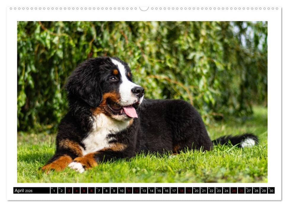 Berner Sennenhunde - Die sanften Powerpakete (CALVENDO Premium Wandkalender 2026)