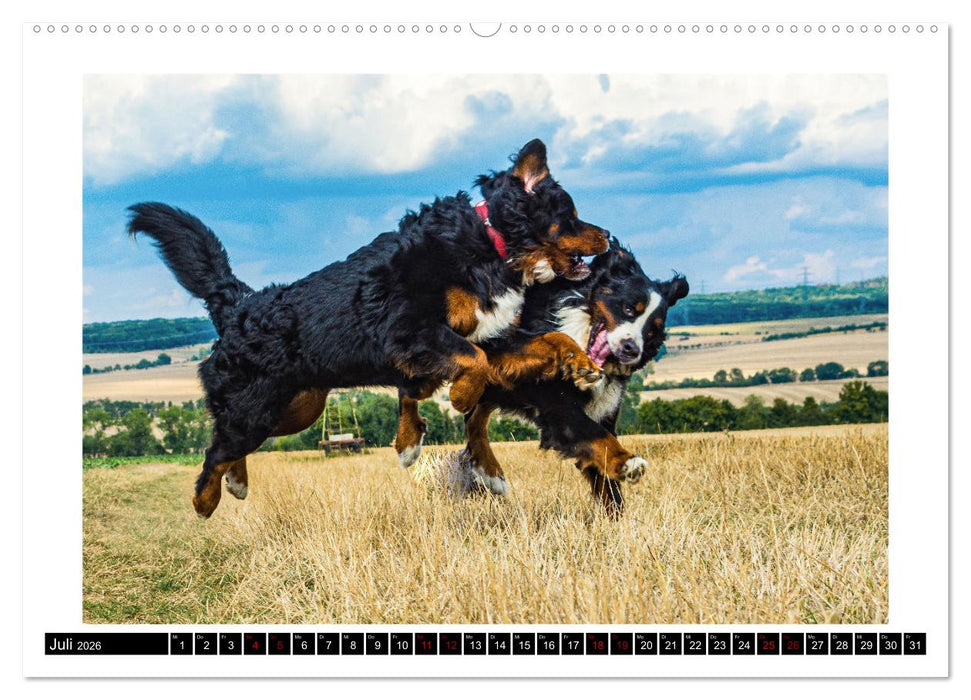 Berner Sennenhunde - Die sanften Powerpakete (CALVENDO Premium Wandkalender 2026)
