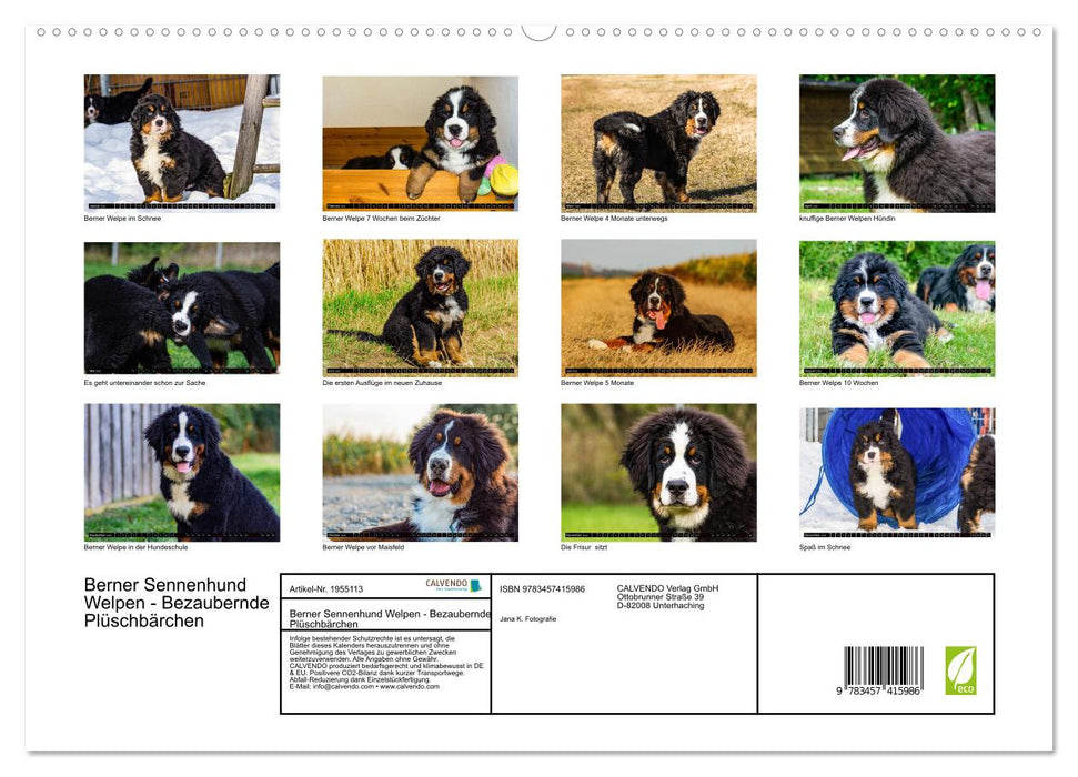 Berner Sennenhund Welpen - Bezaubernde Plüschbärchen (CALVENDO Premium Wandkalender 2026)