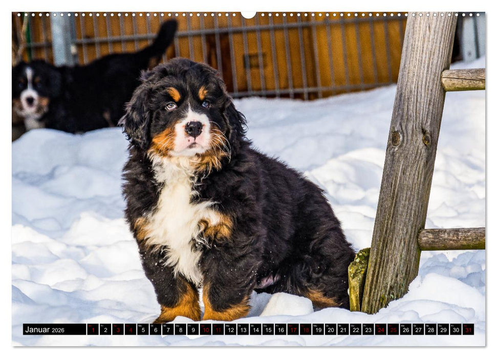 Berner Sennenhund Welpen - Bezaubernde Plüschbärchen (CALVENDO Premium Wandkalender 2026)
