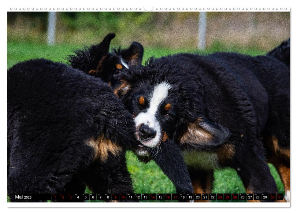 Berner Sennenhund Welpen - Bezaubernde Plüschbärchen (CALVENDO Premium Wandkalender 2026)