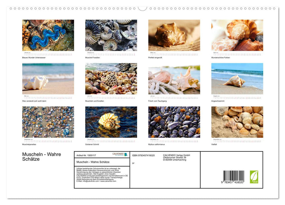 Muscheln - Wahre Schätze (CALVENDO Premium Wandkalender 2026)