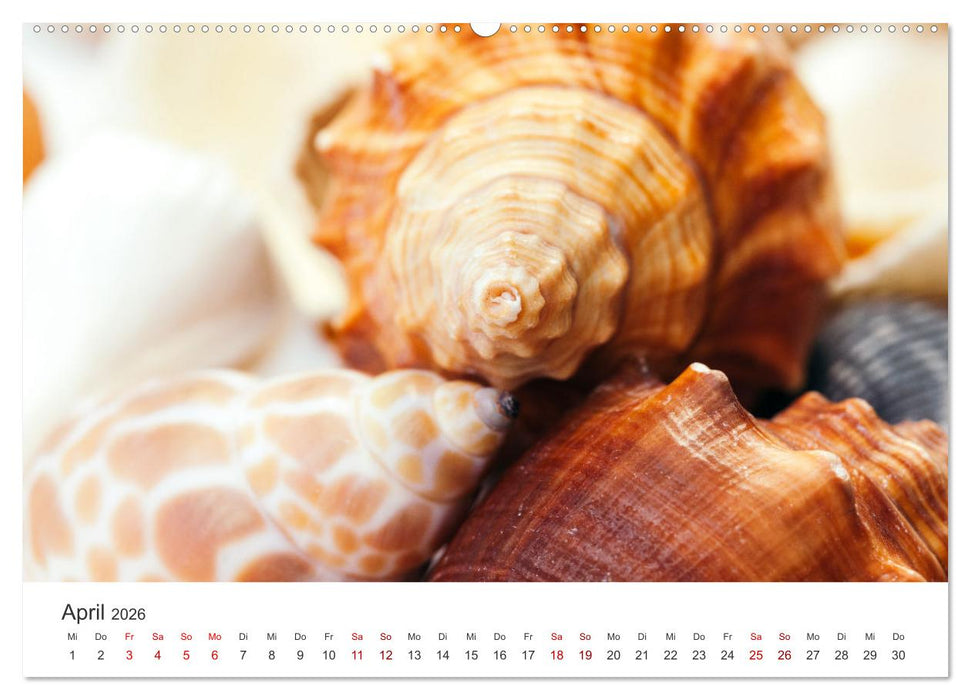 Muscheln - Wahre Schätze (CALVENDO Premium Wandkalender 2026)
