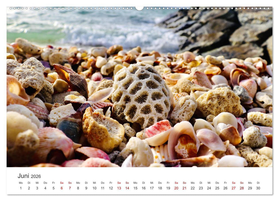 Muscheln - Wahre Schätze (CALVENDO Premium Wandkalender 2026)