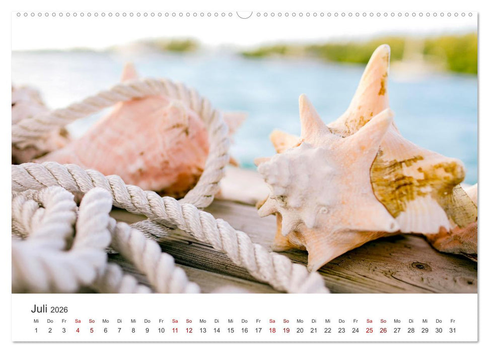 Muscheln - Wahre Schätze (CALVENDO Premium Wandkalender 2026)
