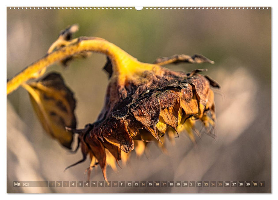 Berührende Schönheit des Vergänglichen (CALVENDO Premium Wandkalender 2026)