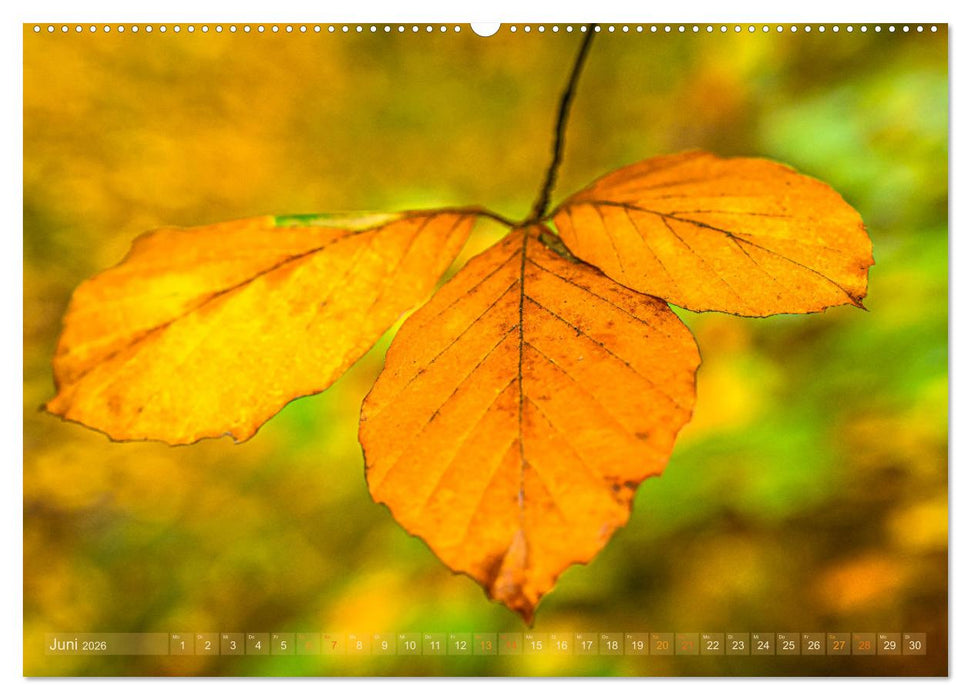 Berührende Schönheit des Vergänglichen (CALVENDO Premium Wandkalender 2026)