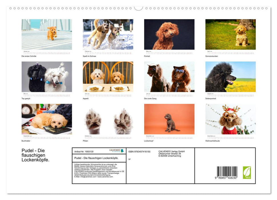 Pudel - Die flauschigen Lockenköpfe. (CALVENDO Premium Wandkalender 2026)
