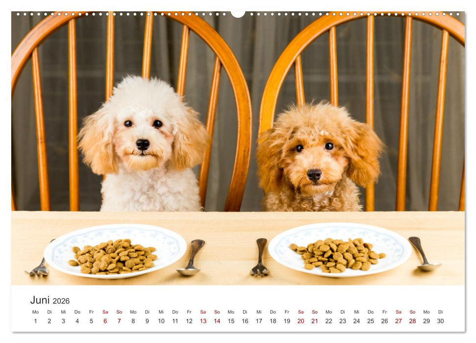 Pudel - Die flauschigen Lockenköpfe. (CALVENDO Premium Wandkalender 2026)