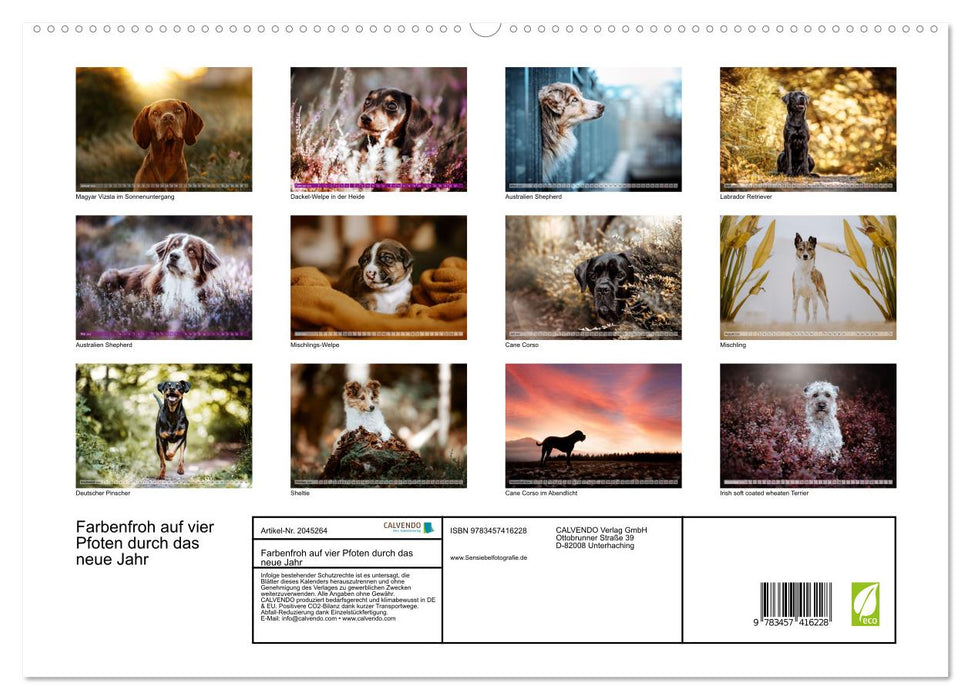 Farbenfroh auf vier Pfoten durch das neue Jahr (CALVENDO Premium Wandkalender 2026)
