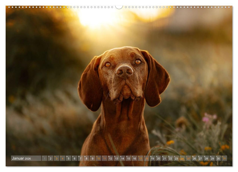 Farbenfroh auf vier Pfoten durch das neue Jahr (CALVENDO Premium Wandkalender 2026)