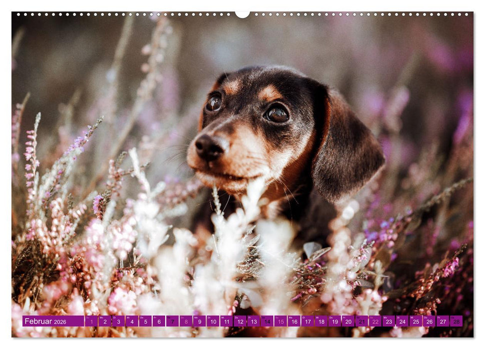 Farbenfroh auf vier Pfoten durch das neue Jahr (CALVENDO Premium Wandkalender 2026)