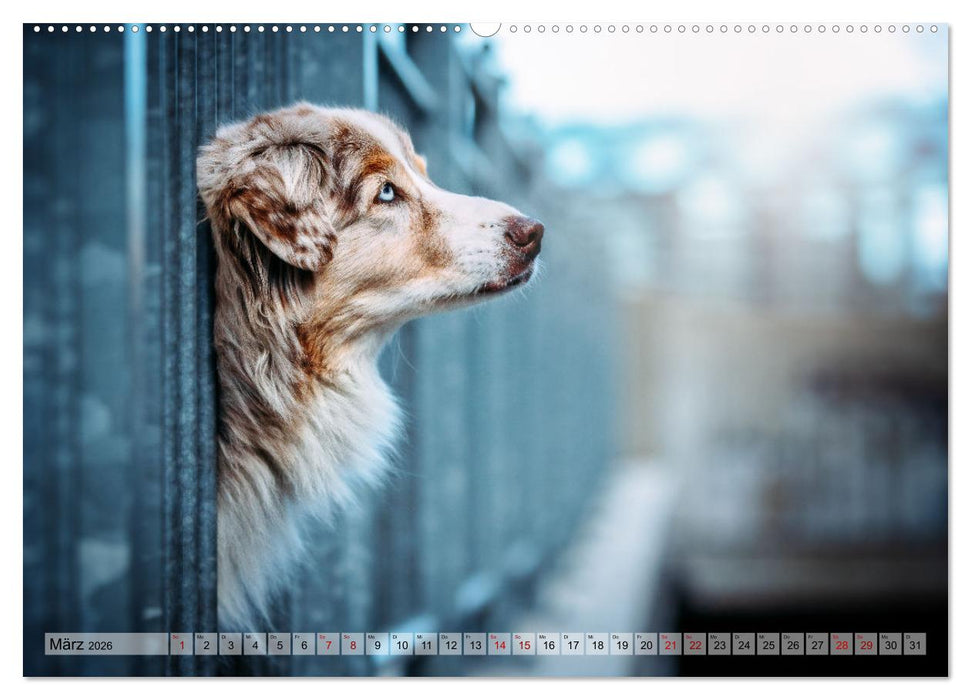 Farbenfroh auf vier Pfoten durch das neue Jahr (CALVENDO Premium Wandkalender 2026)