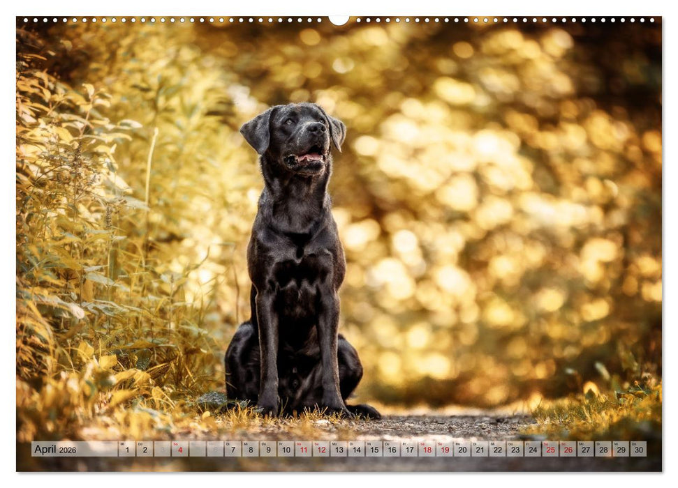 Farbenfroh auf vier Pfoten durch das neue Jahr (CALVENDO Premium Wandkalender 2026)