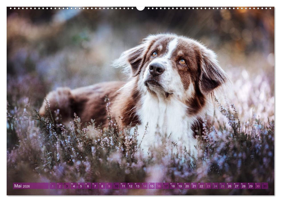 Farbenfroh auf vier Pfoten durch das neue Jahr (CALVENDO Premium Wandkalender 2026)