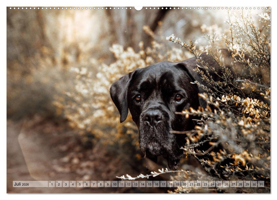 Farbenfroh auf vier Pfoten durch das neue Jahr (CALVENDO Premium Wandkalender 2026)