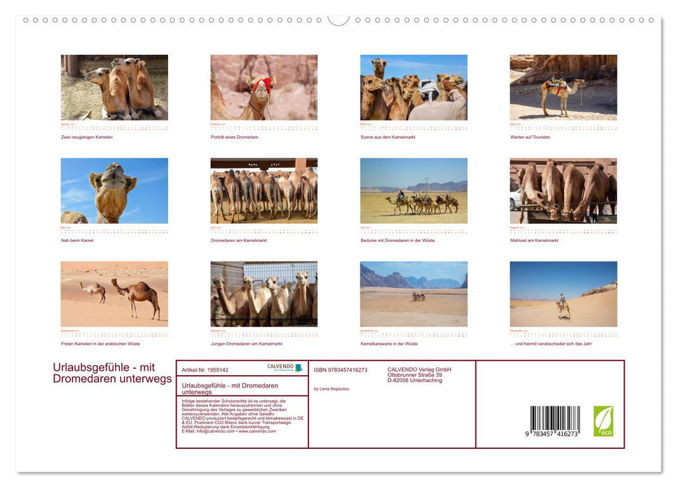Urlaubsgefühle - mit Dromedaren unterwegs (CALVENDO Premium Wandkalender 2026)