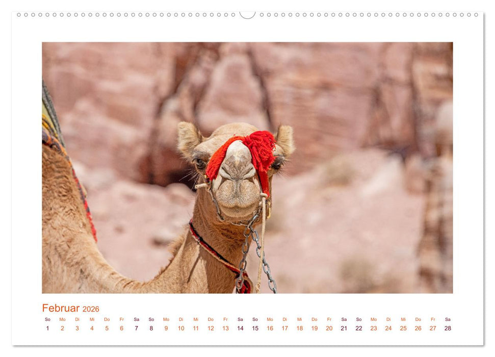 Urlaubsgefühle - mit Dromedaren unterwegs (CALVENDO Premium Wandkalender 2026)