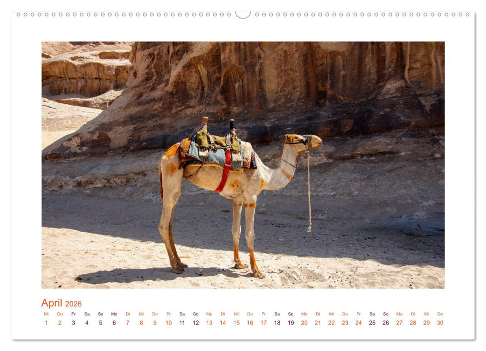 Urlaubsgefühle - mit Dromedaren unterwegs (CALVENDO Premium Wandkalender 2026)