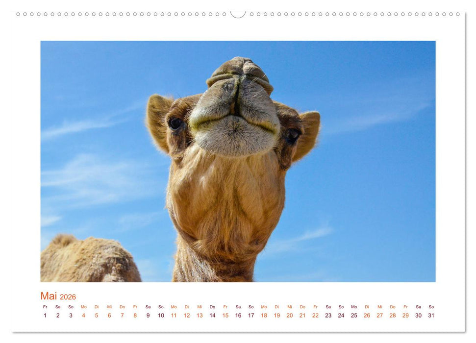 Urlaubsgefühle - mit Dromedaren unterwegs (CALVENDO Premium Wandkalender 2026)