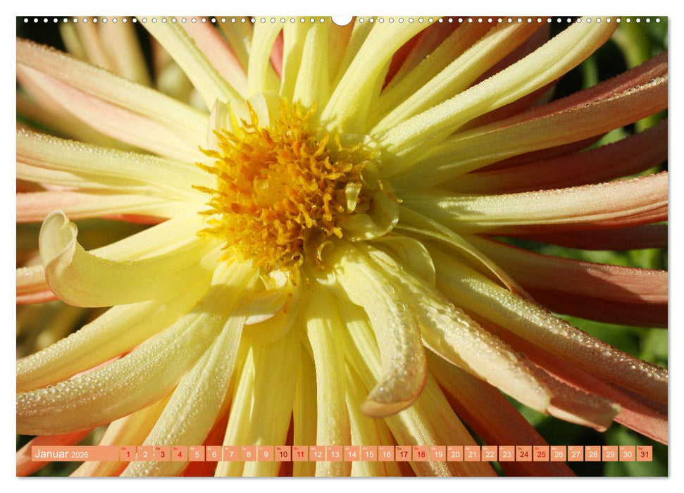 Dahlienglück (CALVENDO Premium Wandkalender 2026)