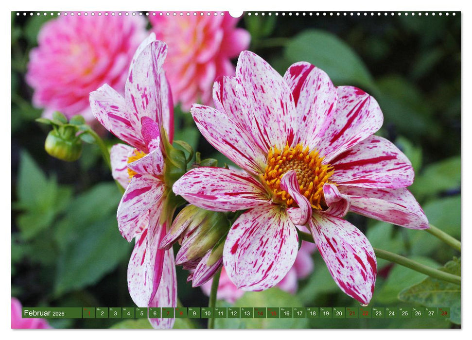 Dahlienglück (CALVENDO Premium Wandkalender 2026)